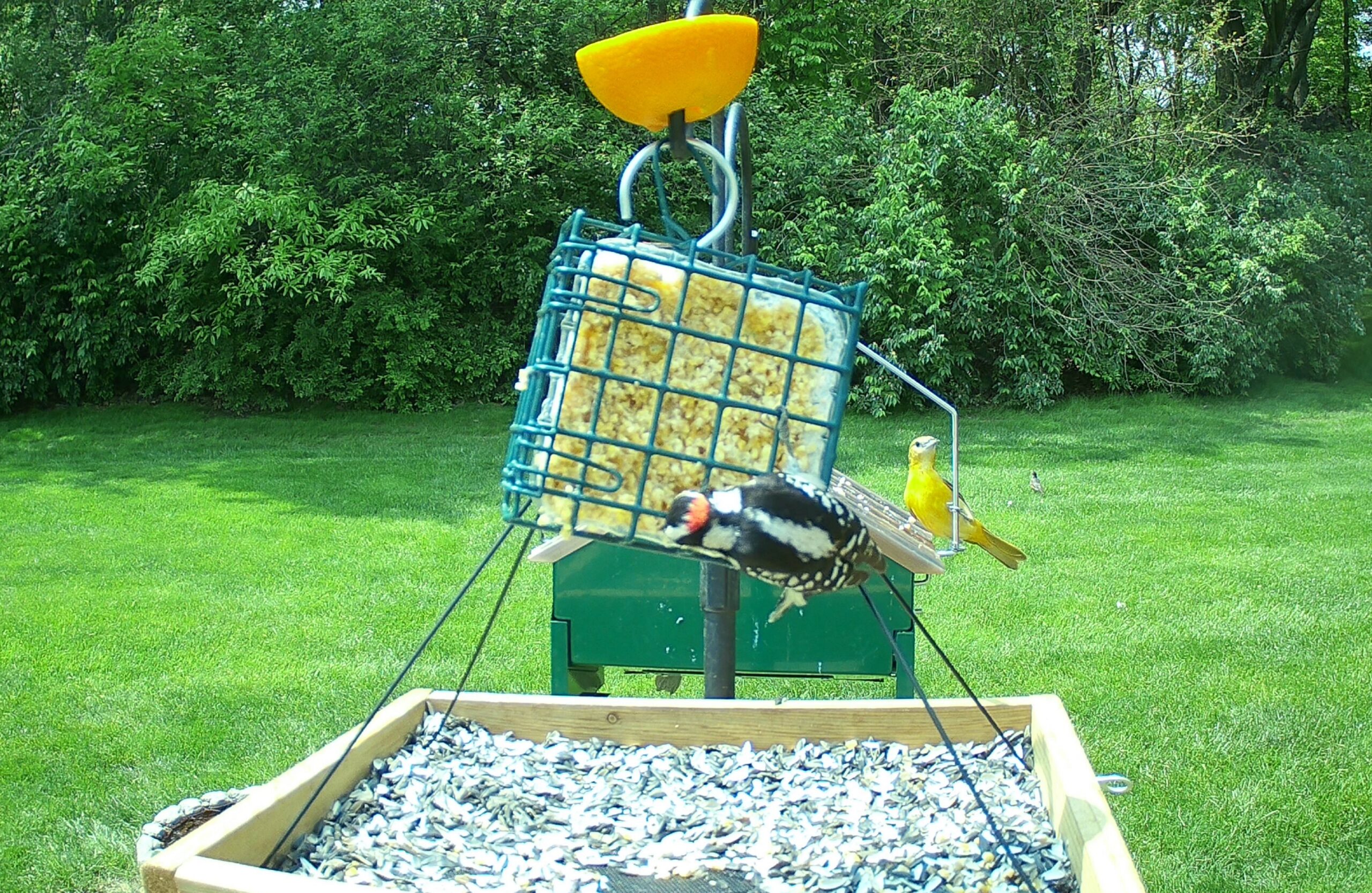 Additional Image 2