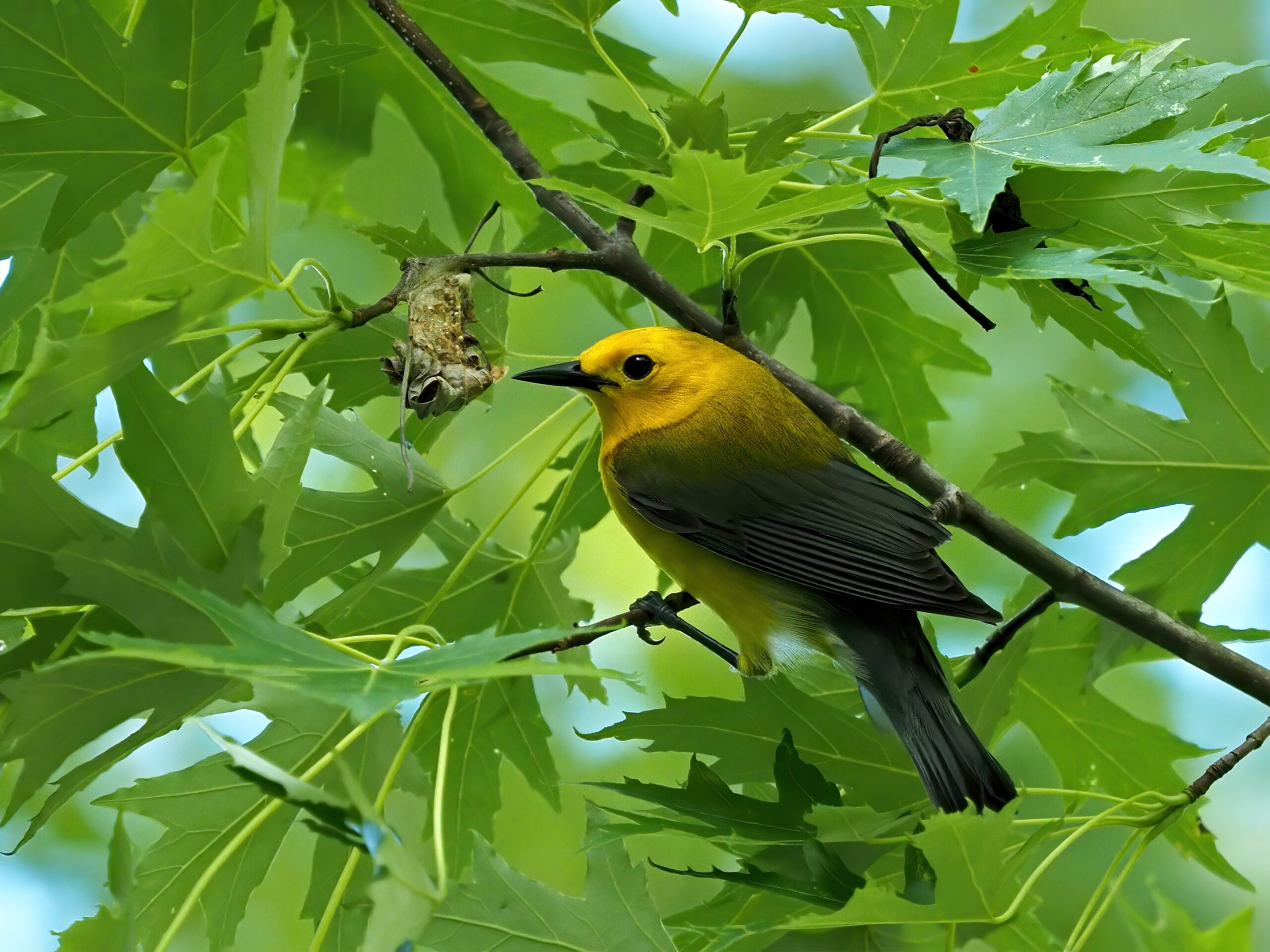 Featured Image