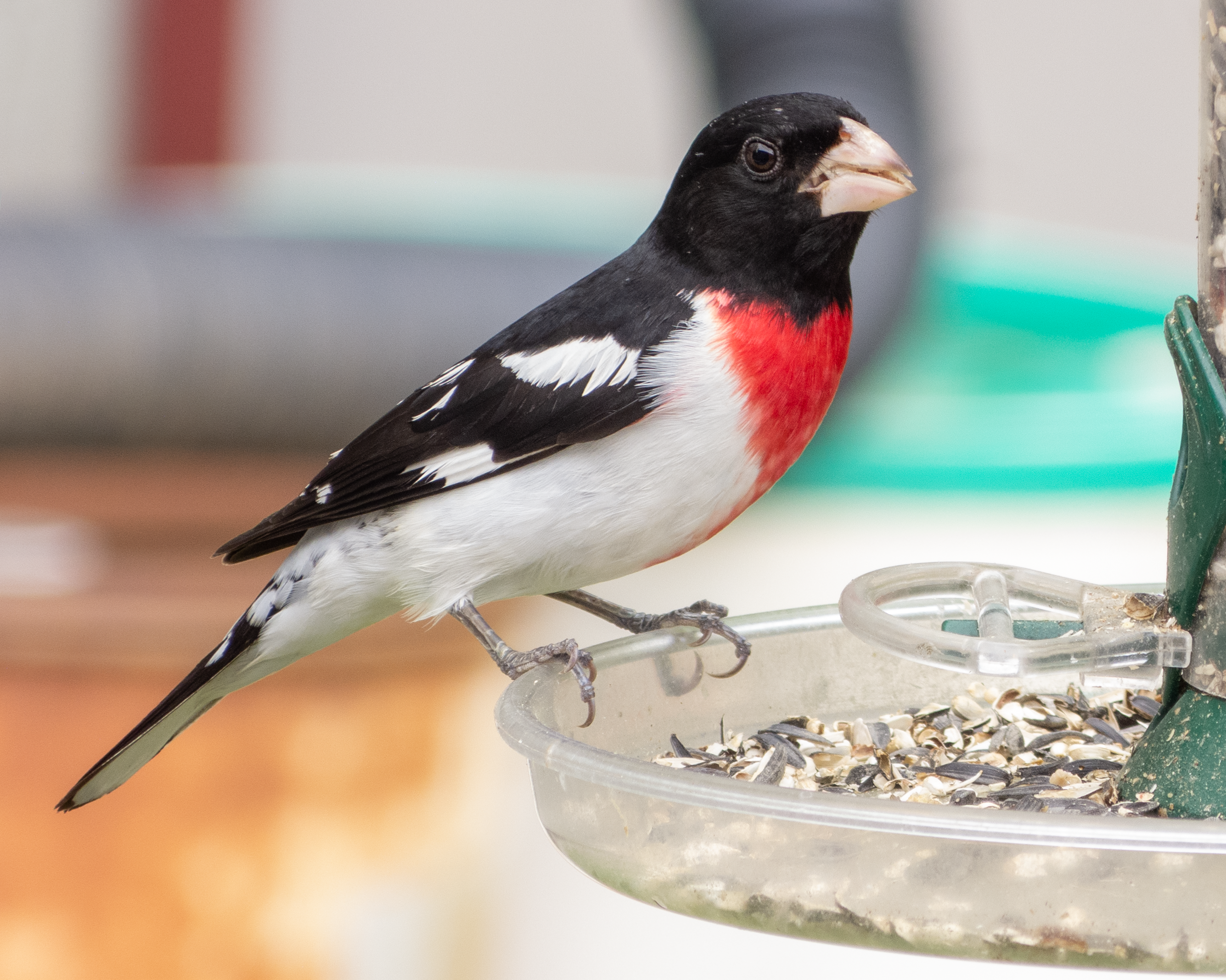 Rose-breasted Grosbeak - Project FeederWatch