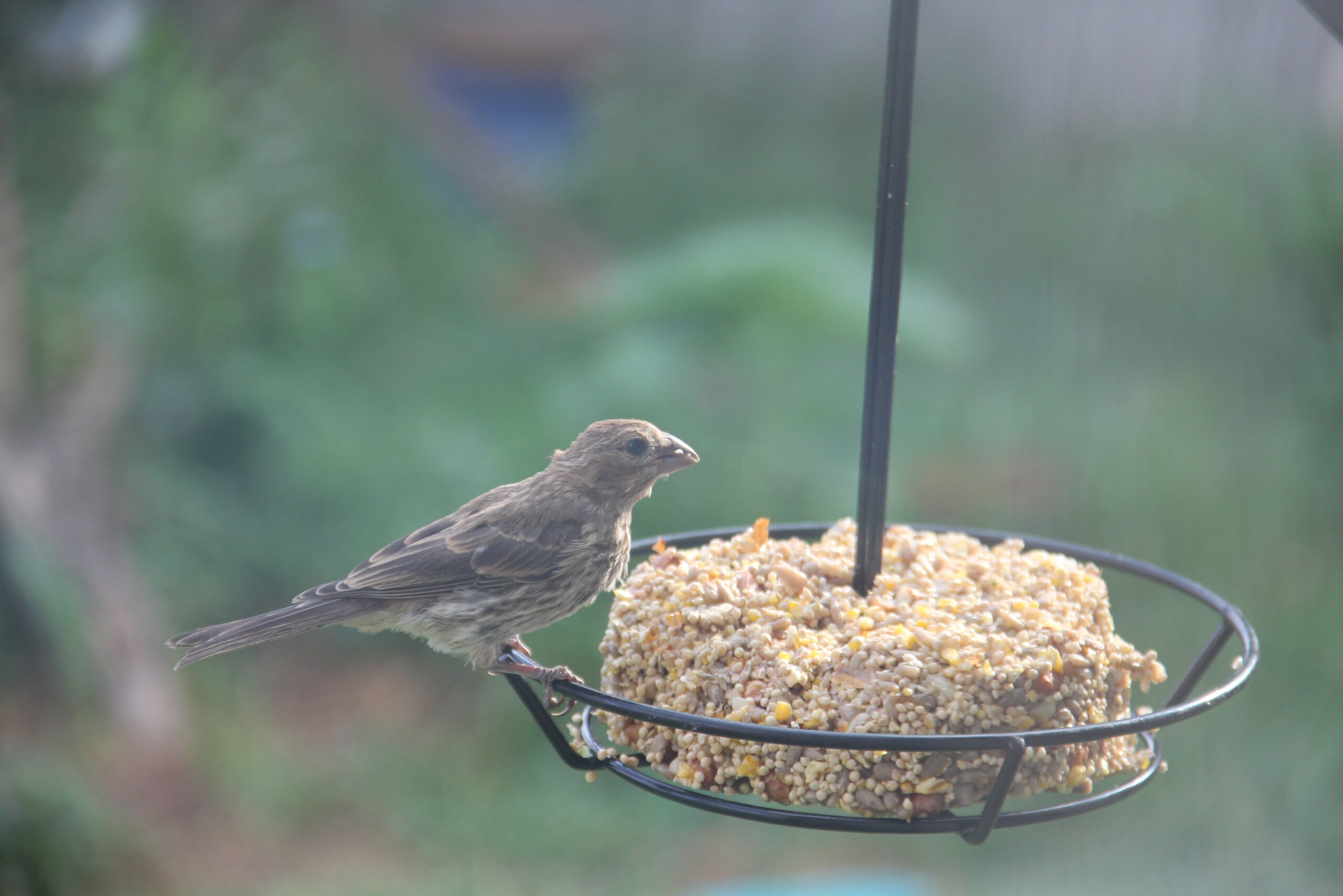 Additional Image 4