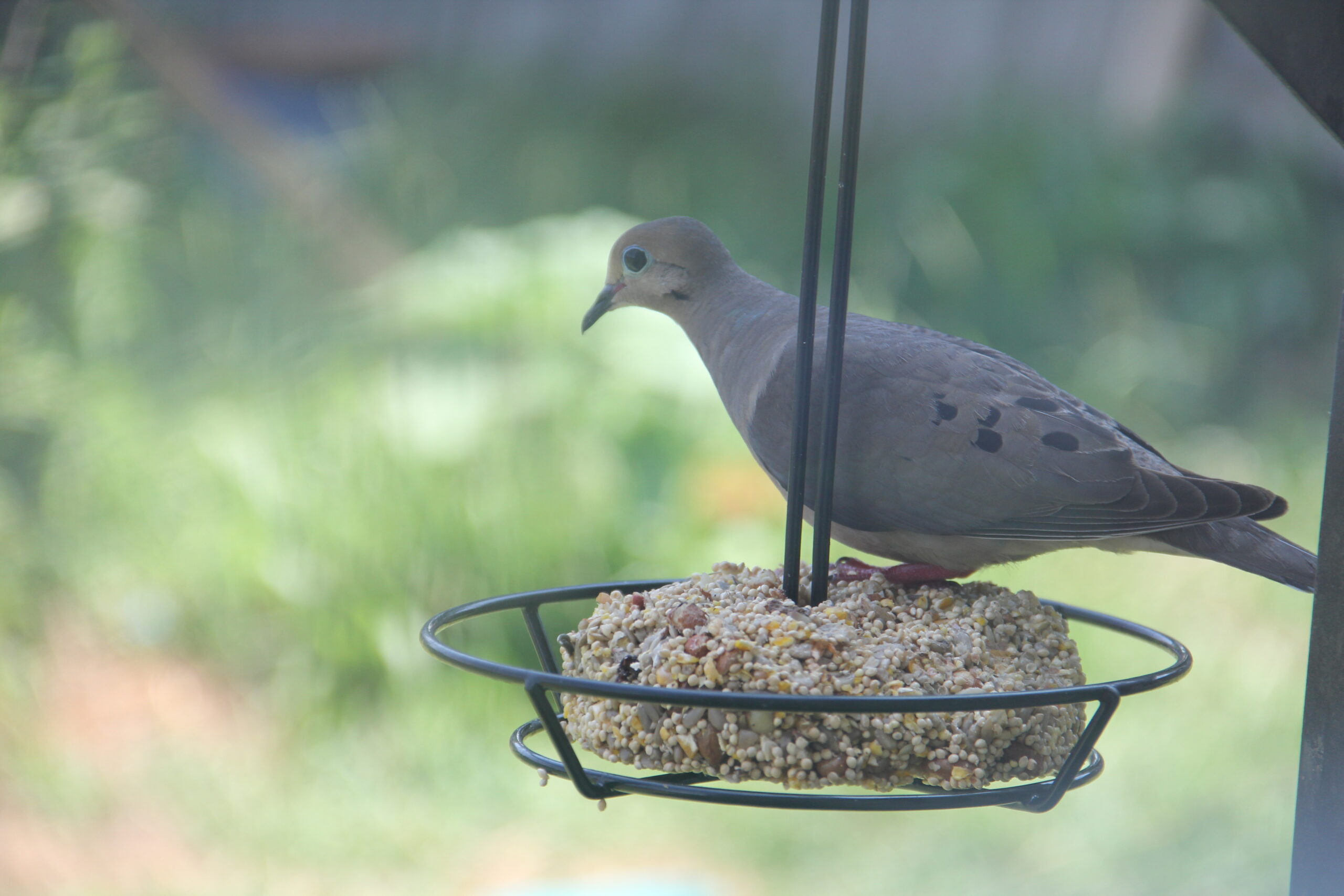 Additional Image 4