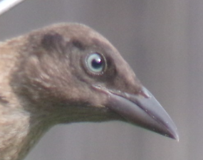 Additional Image 2