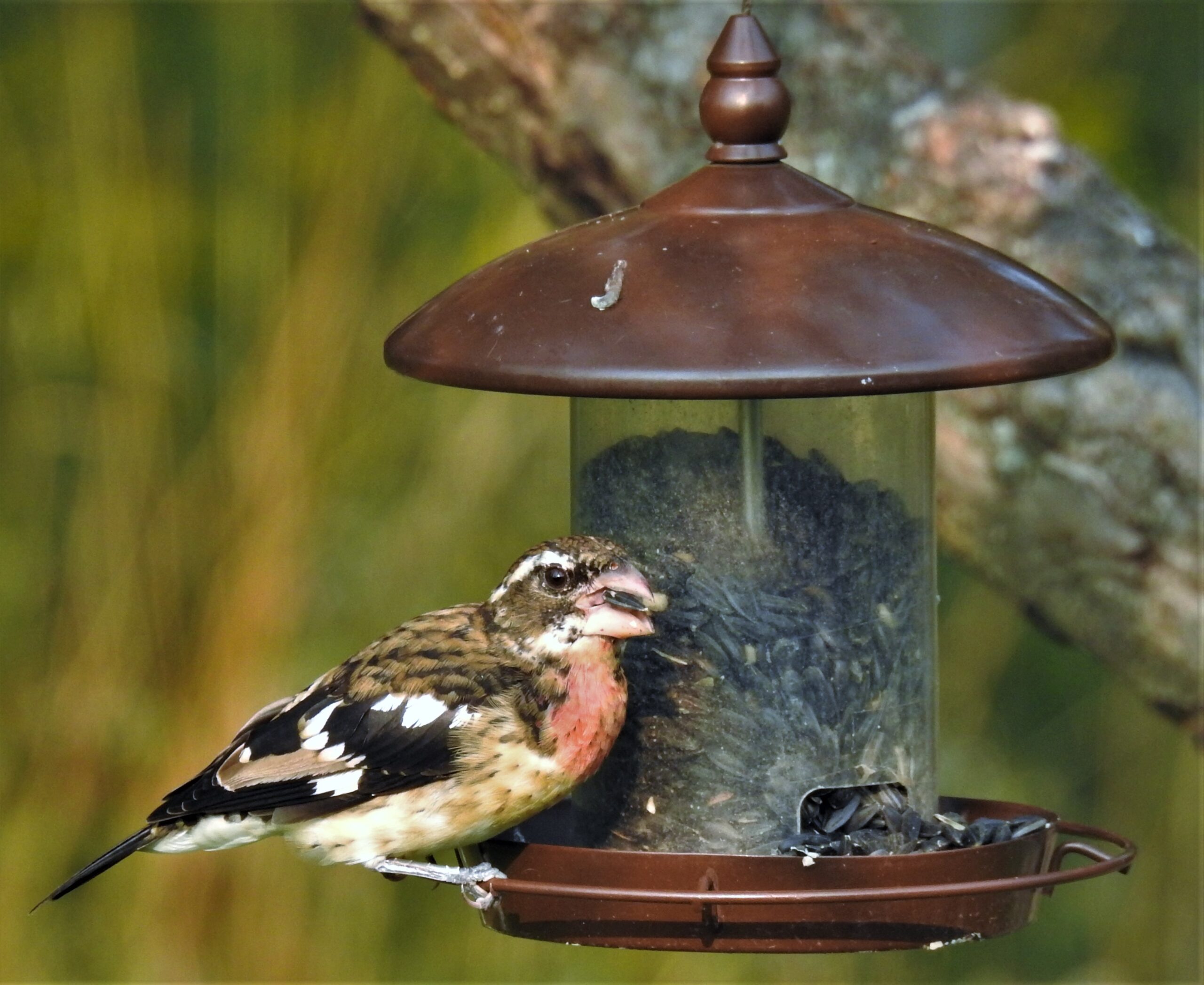Featured Image