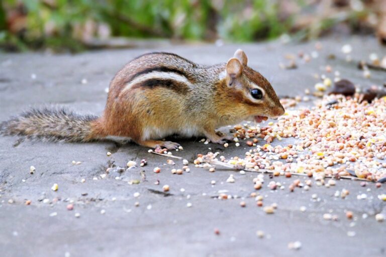 New Data Entry Options: Record Mammals, Management Activities, and More ...
