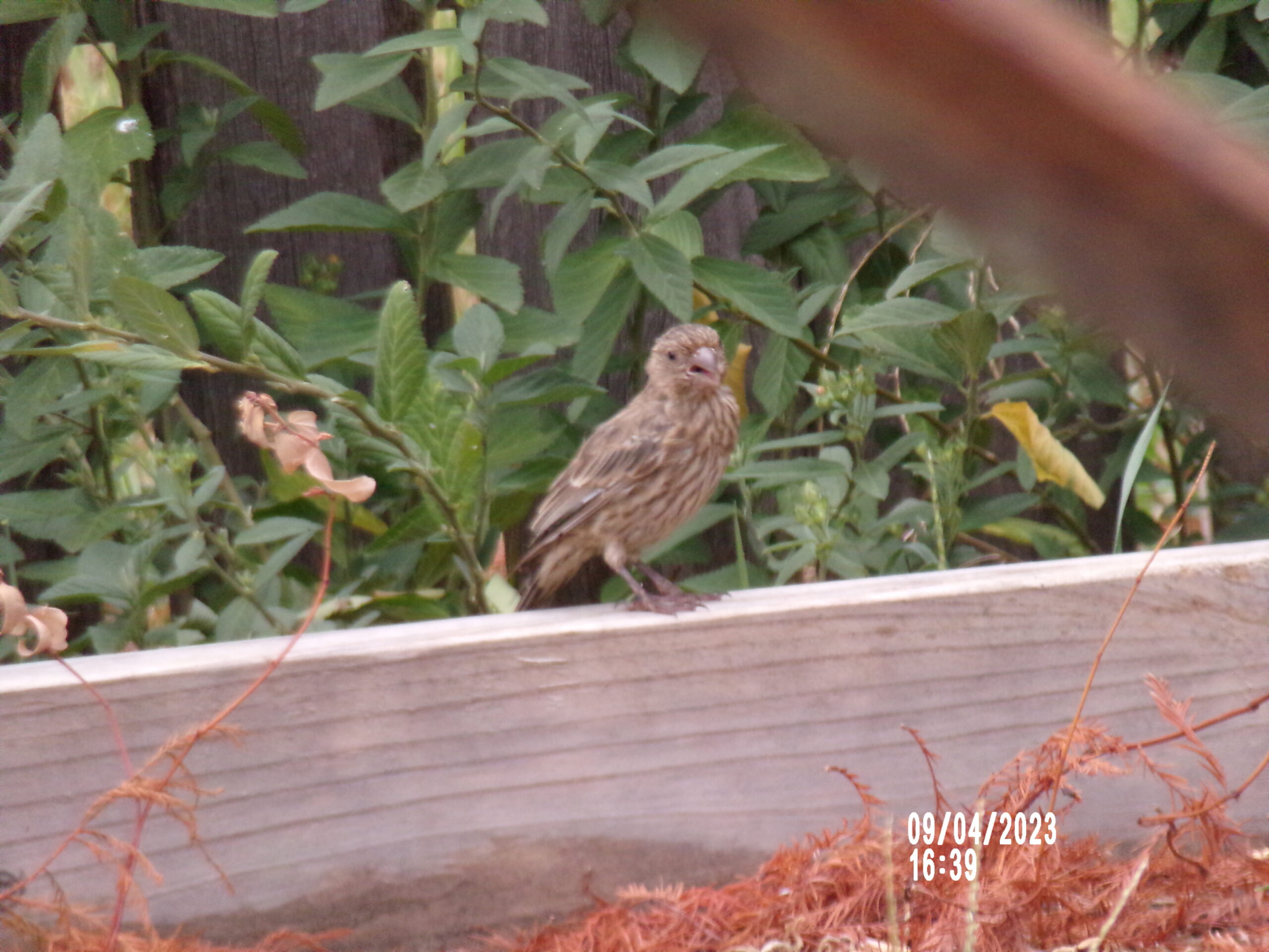 Additional Image 3