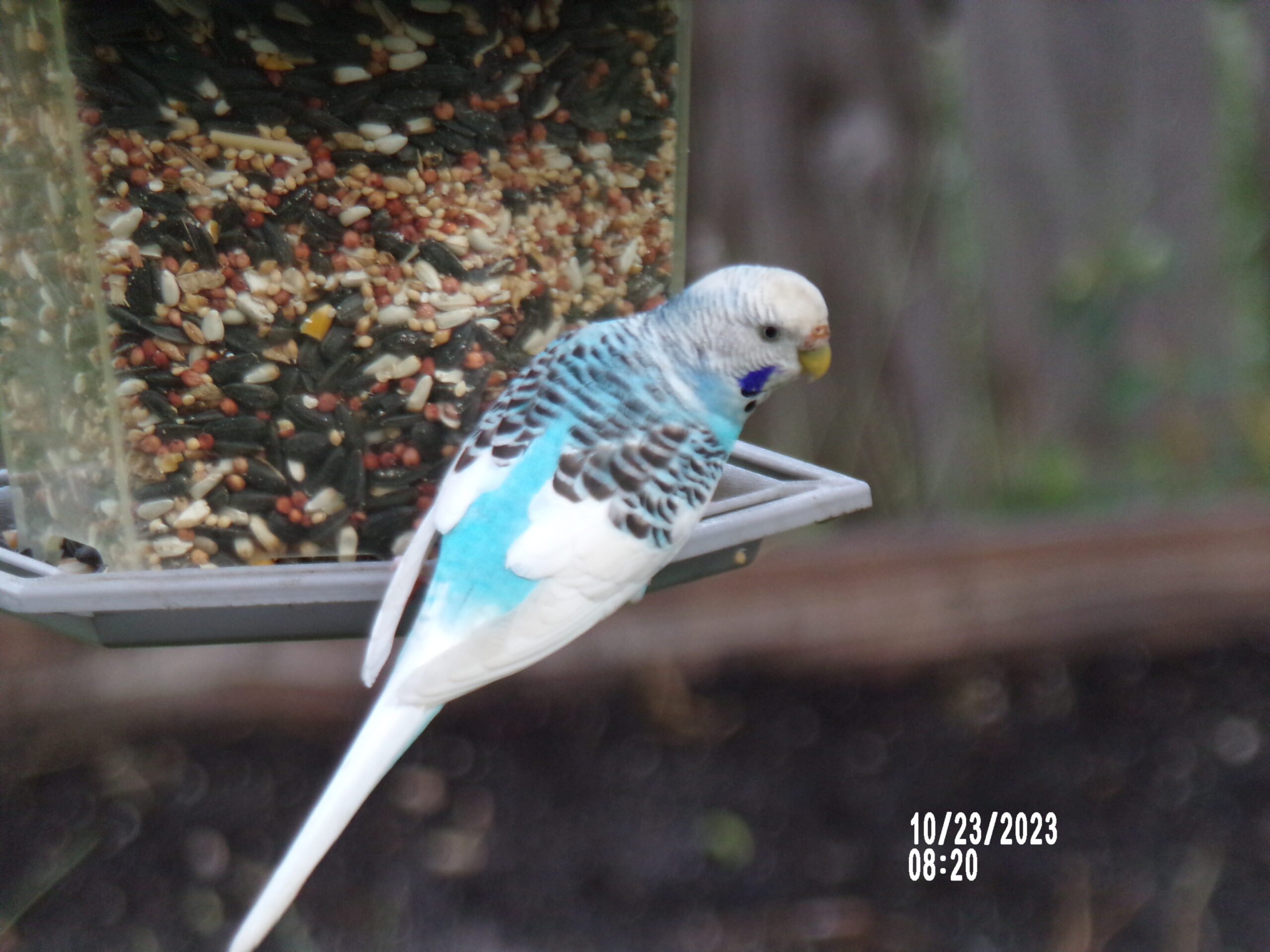 Additional Image 5
