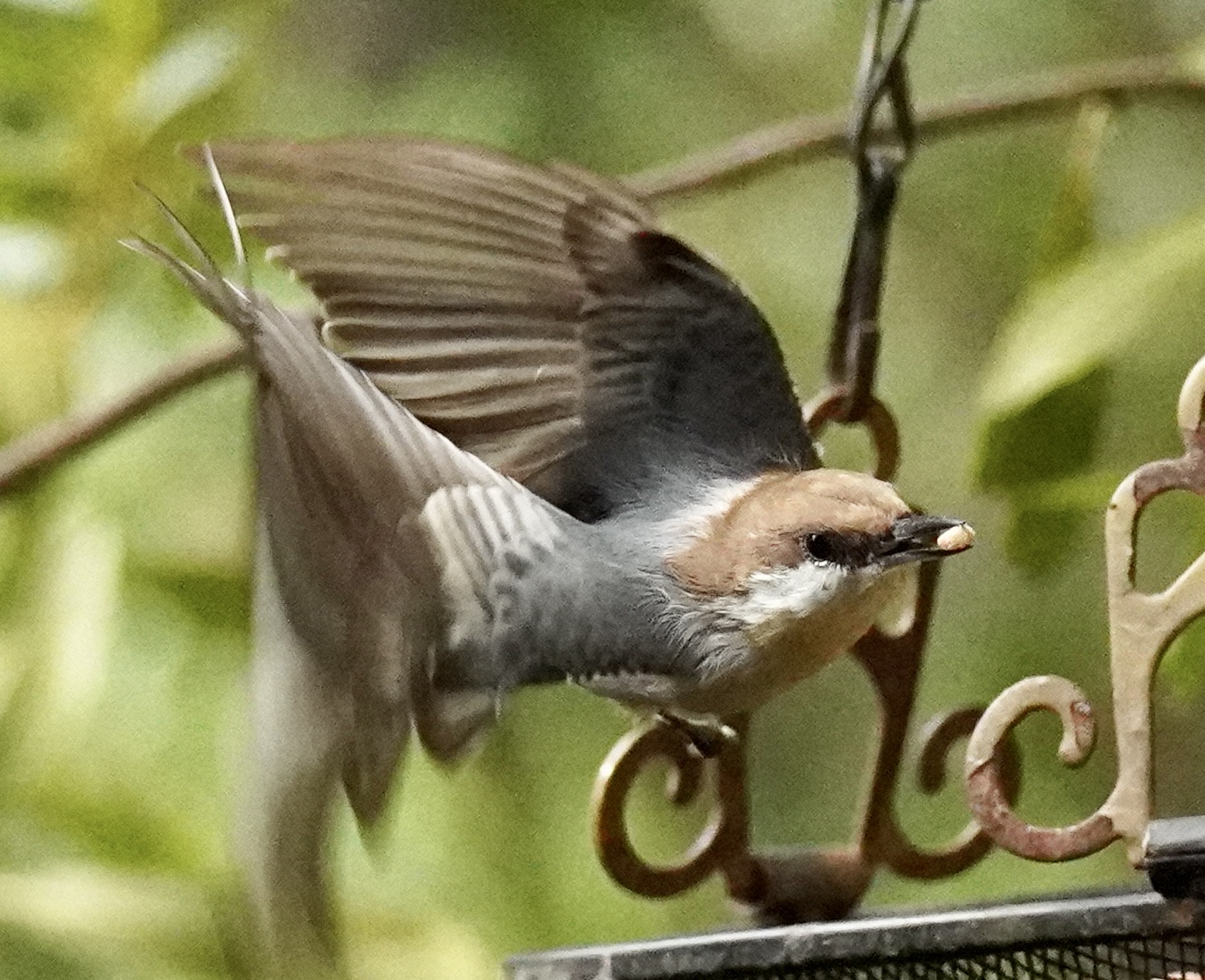 Additional Image 2