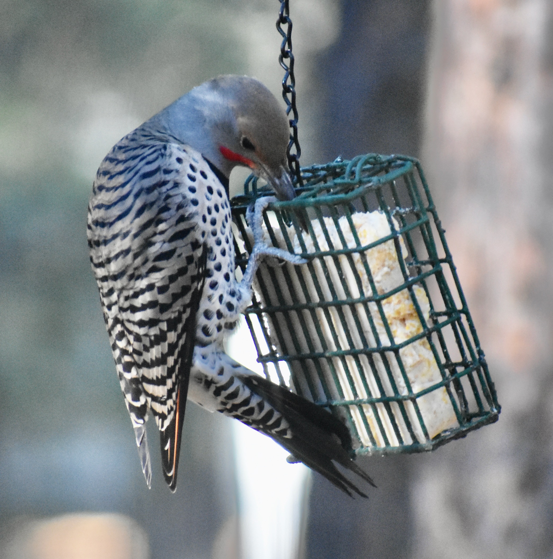 Additional Image 3
