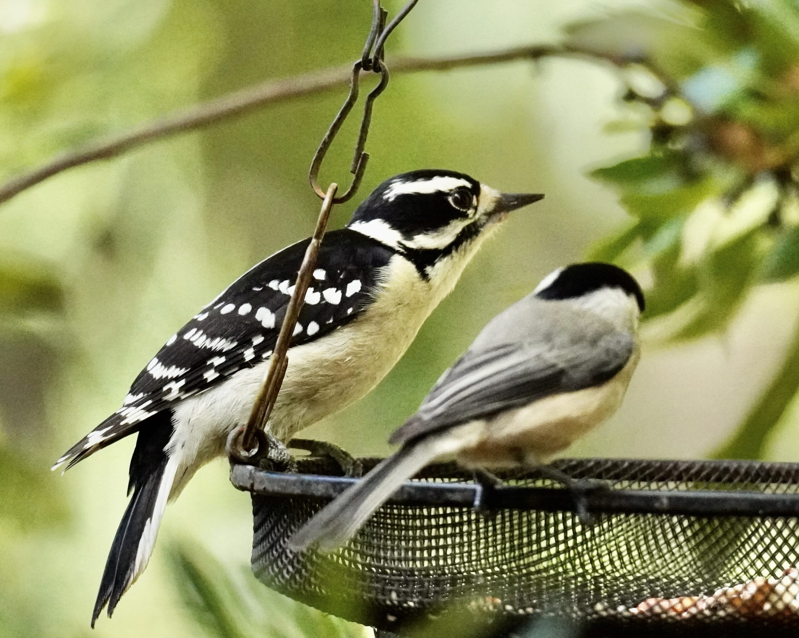 Featured Image