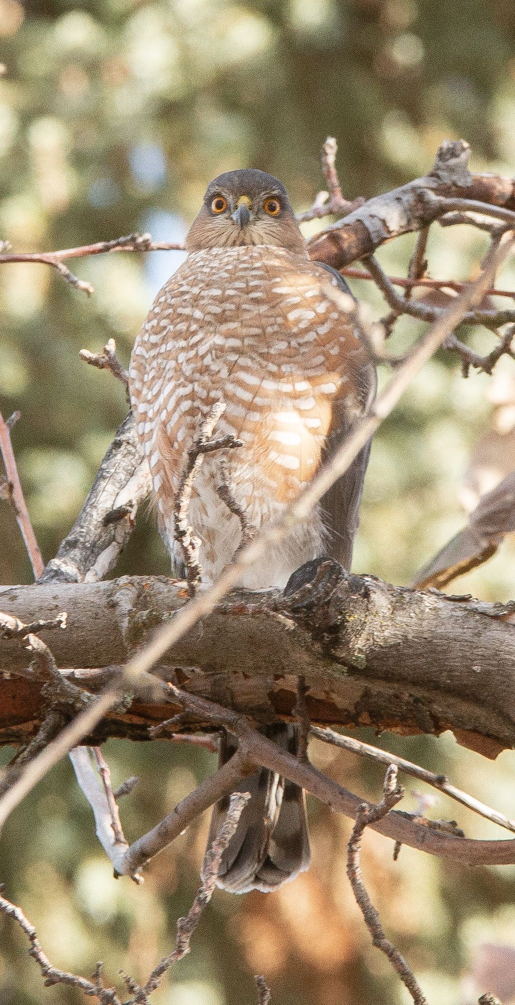 Additional Image 4