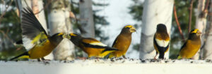 A flock of