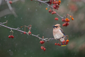A Cedar Waxwing hunkers down on a branch full of red berries while the snow falls.