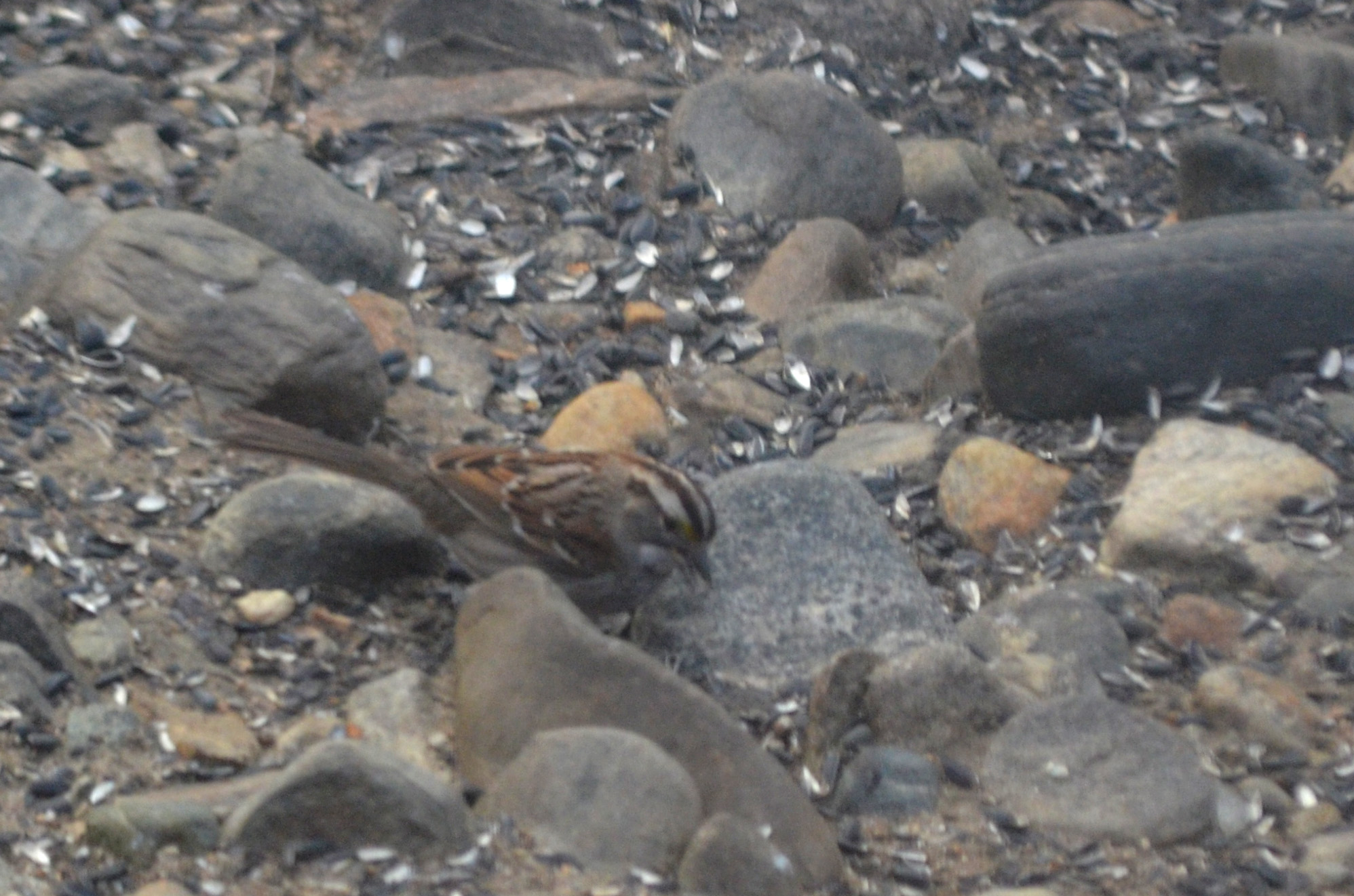 Additional Image 4