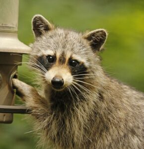 Raccoon reaches fingers into a squirrel-proof feeder.