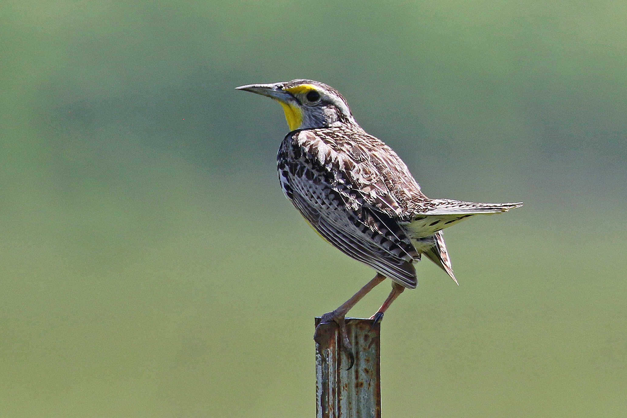 Featured Image
