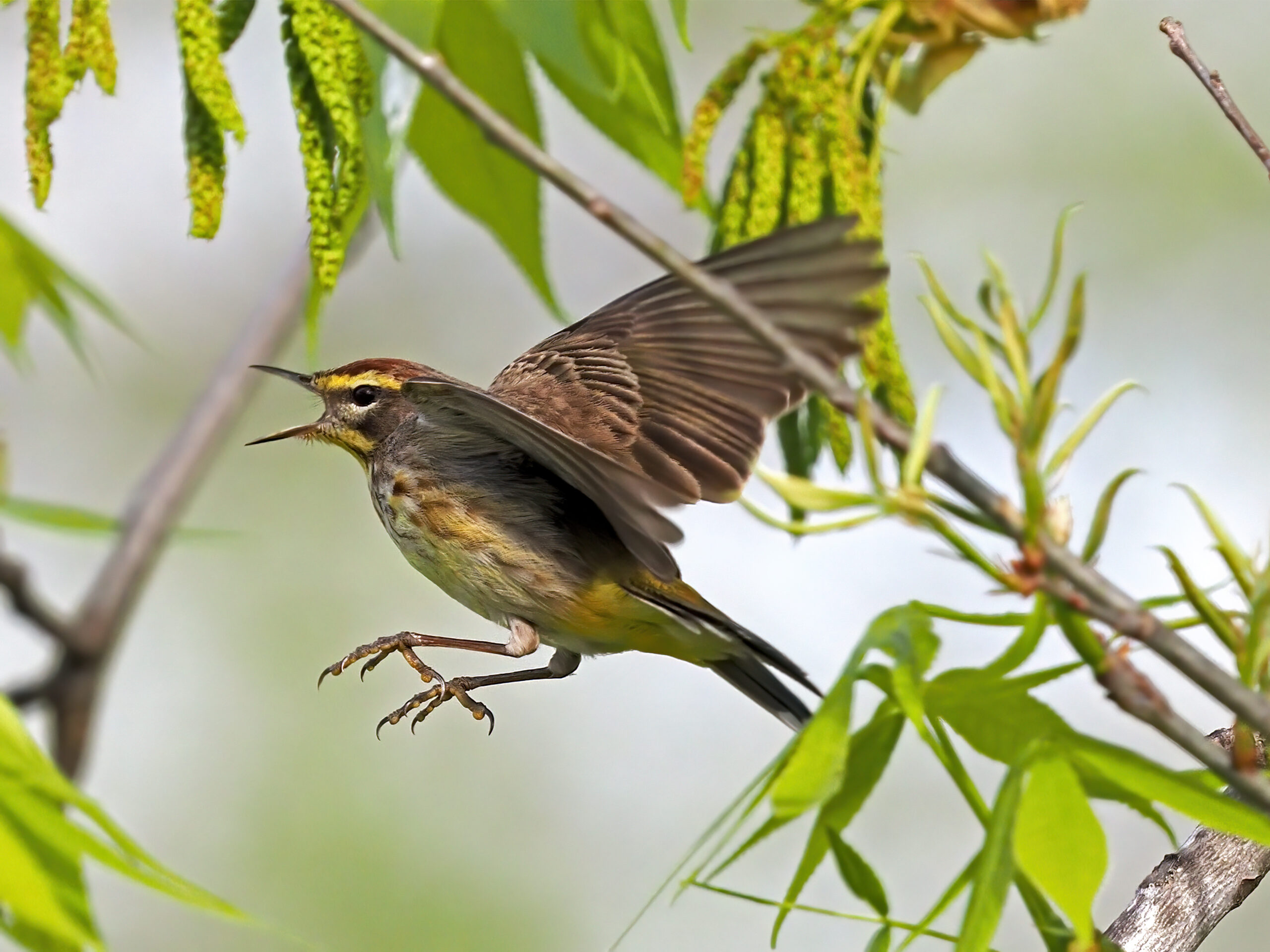 Featured Image