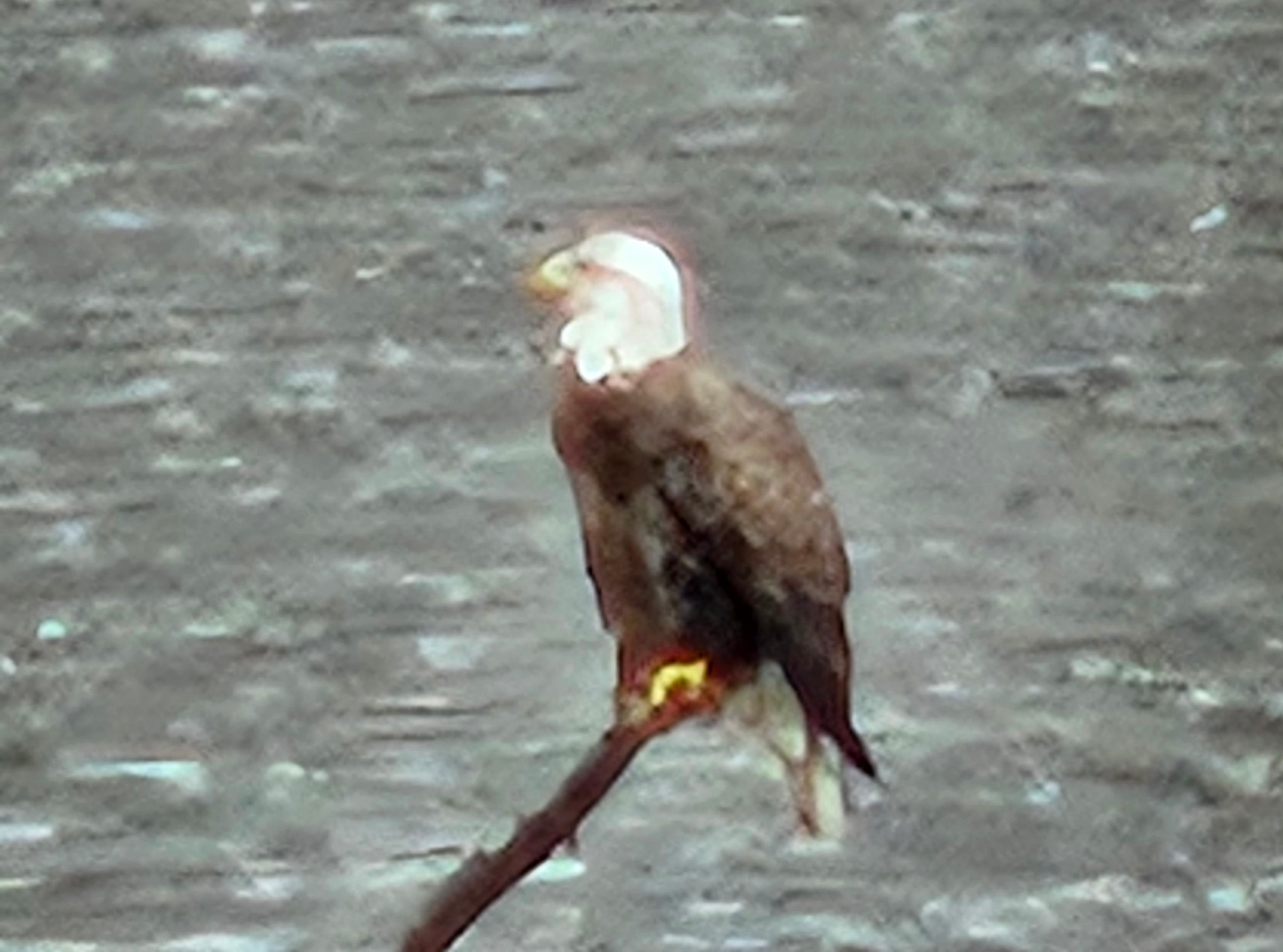 Additional Image 2