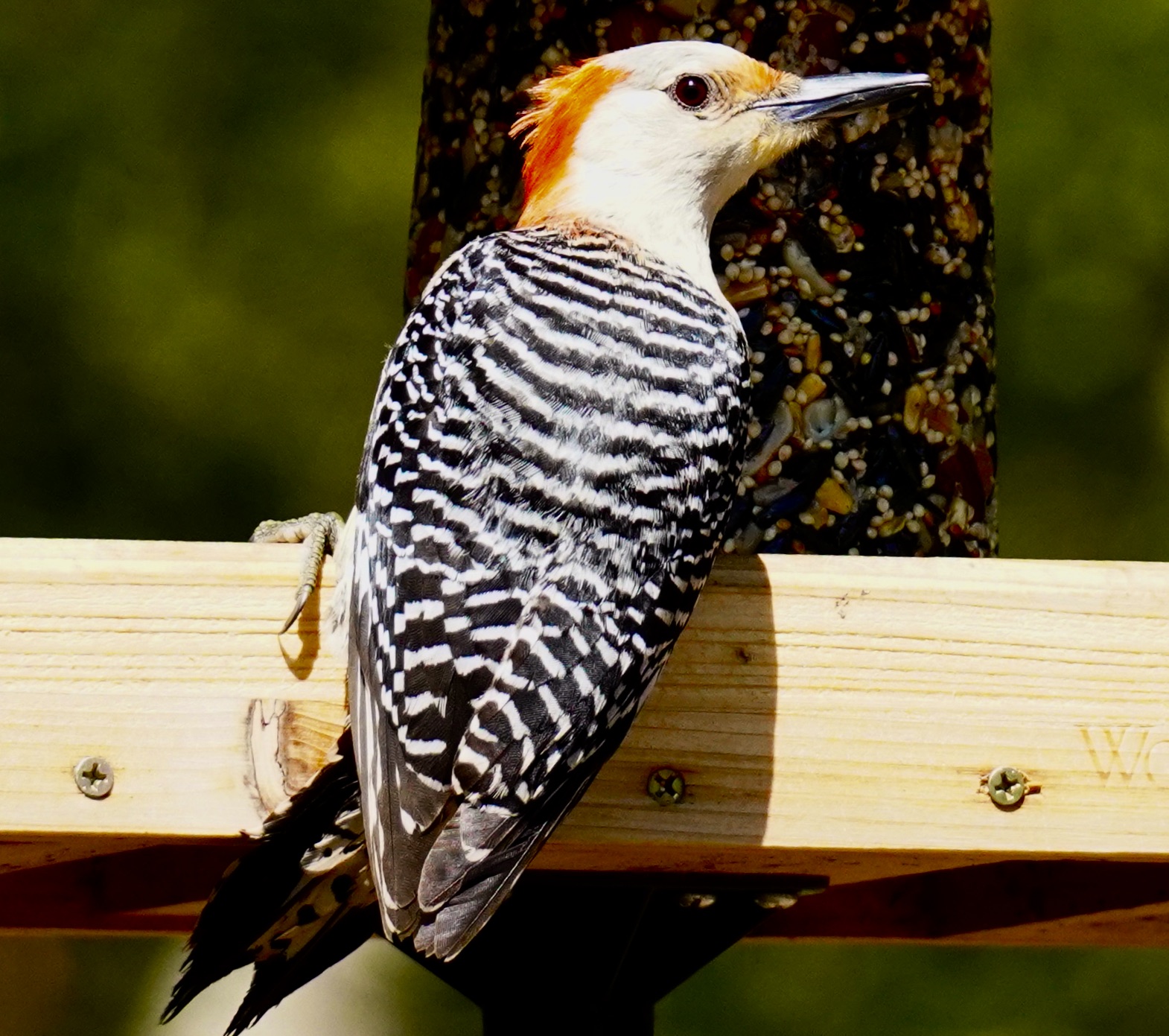 Featured Image