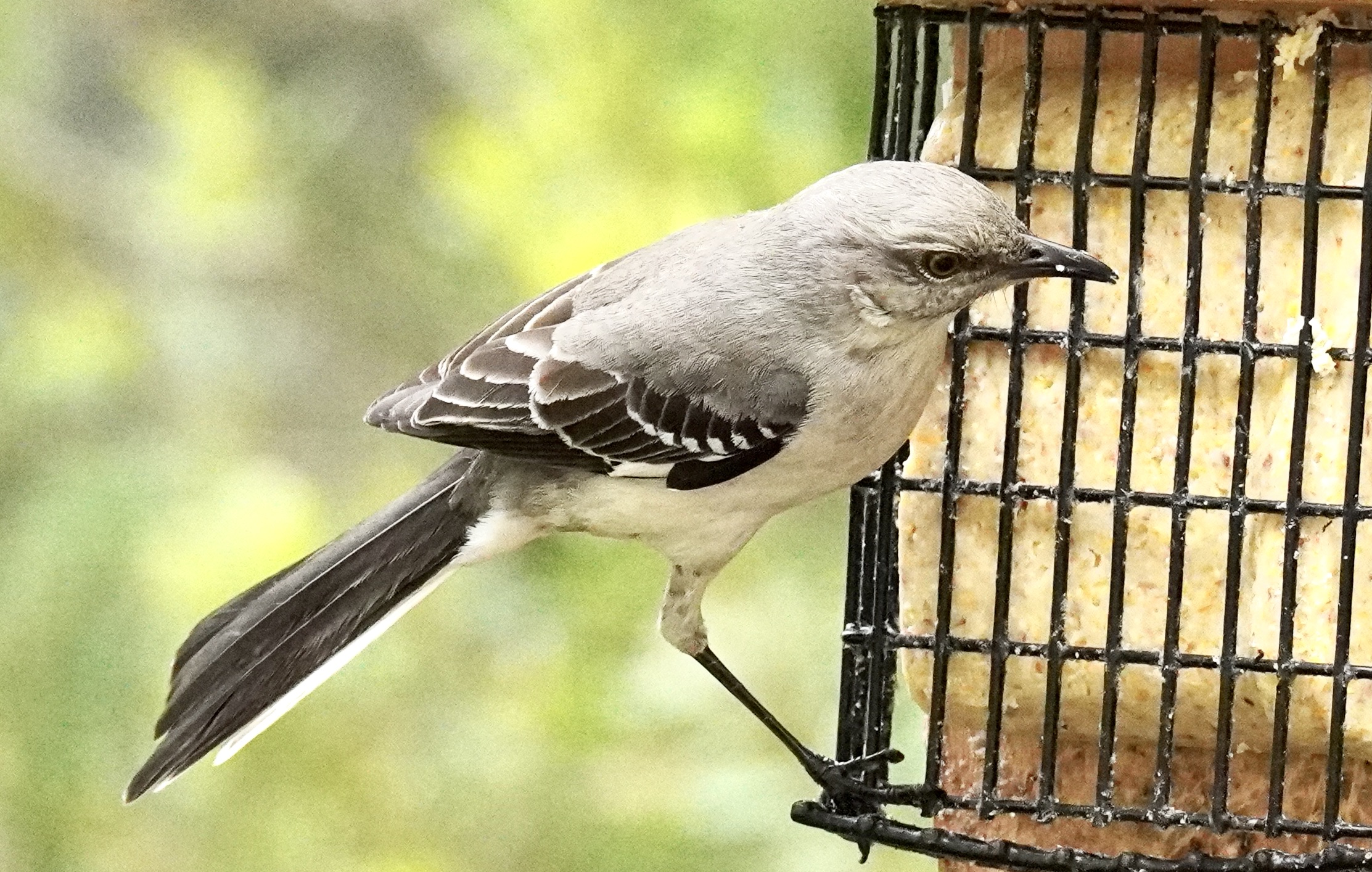 Additional Image 4