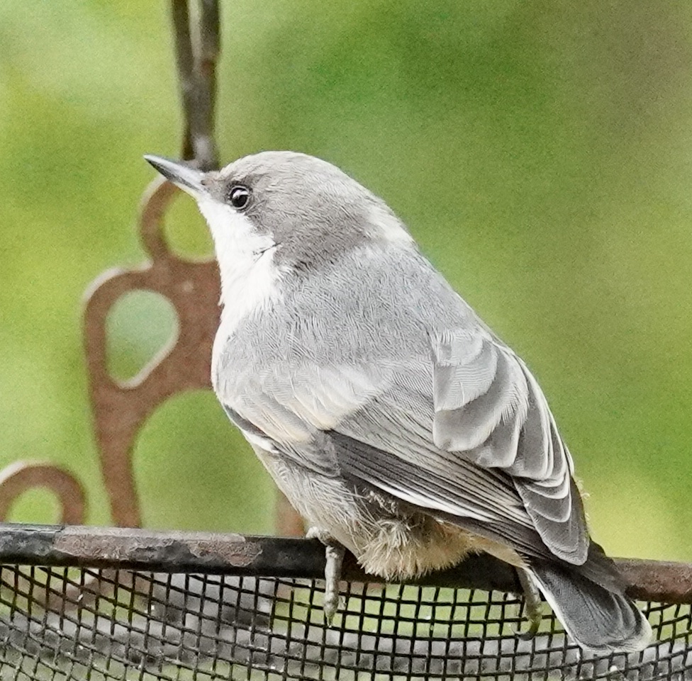 Additional Image 2