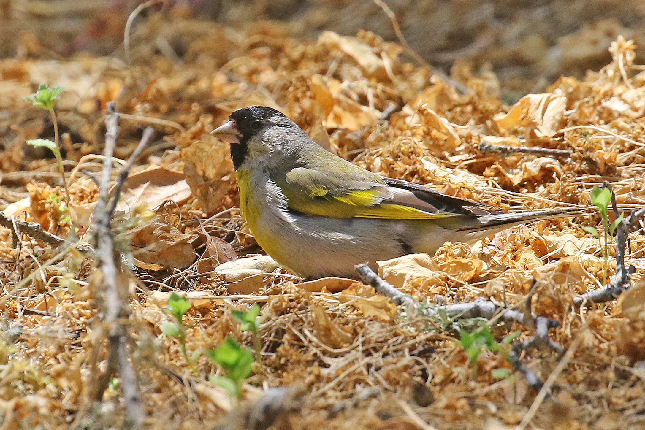 Featured Image
