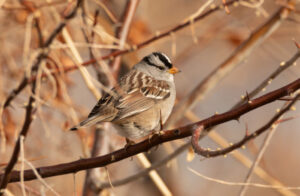 A small sparrow with black and white stripes on its crown perches in a bare bush.