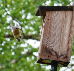 Eastern Bluebird flying toward nestbox opening with food in bill.