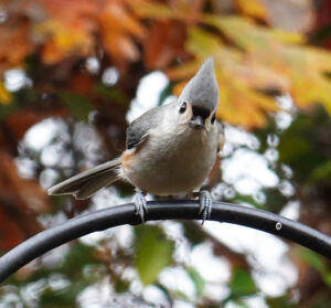 Tufted Titmouse on metal bar looking into camera.