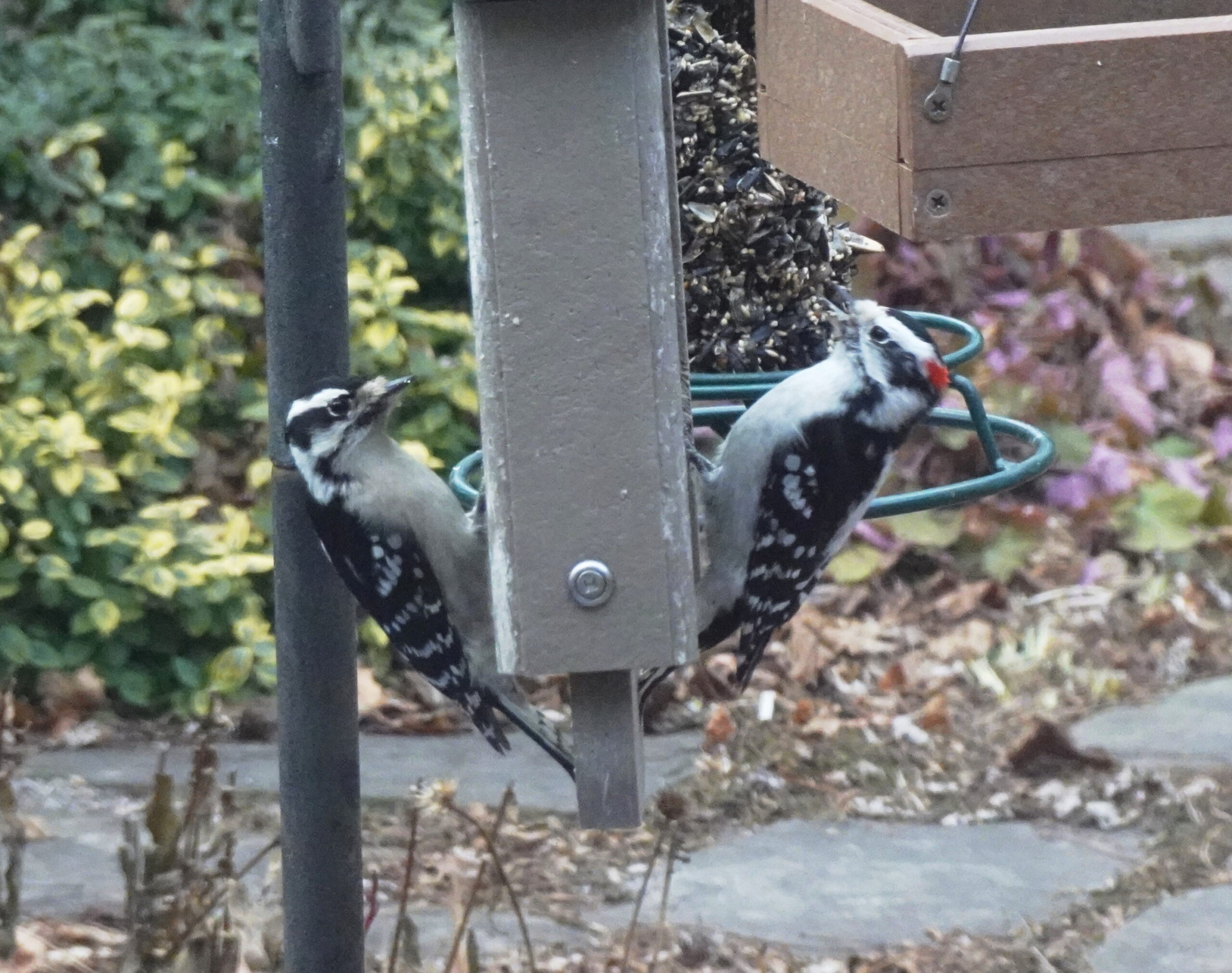 Additional Image 3