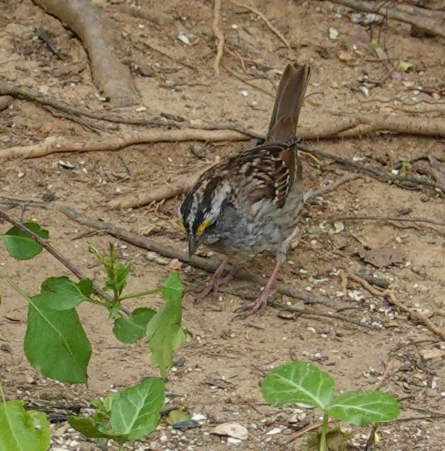 Featured Image