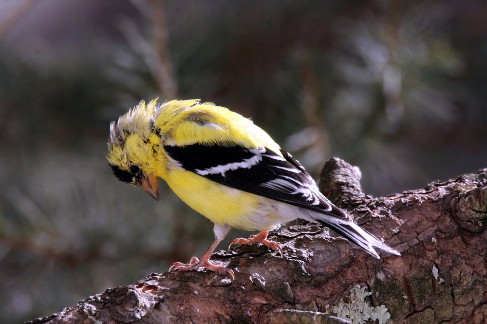 Featured Image