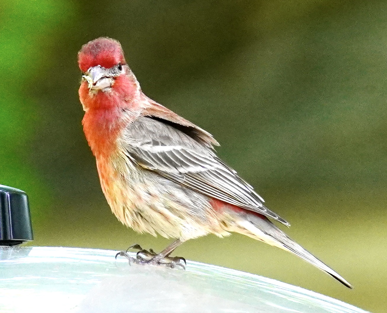 Featured Image