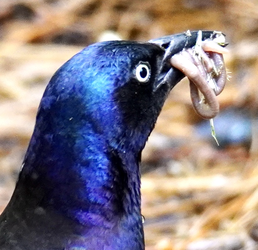 Additional Image 2