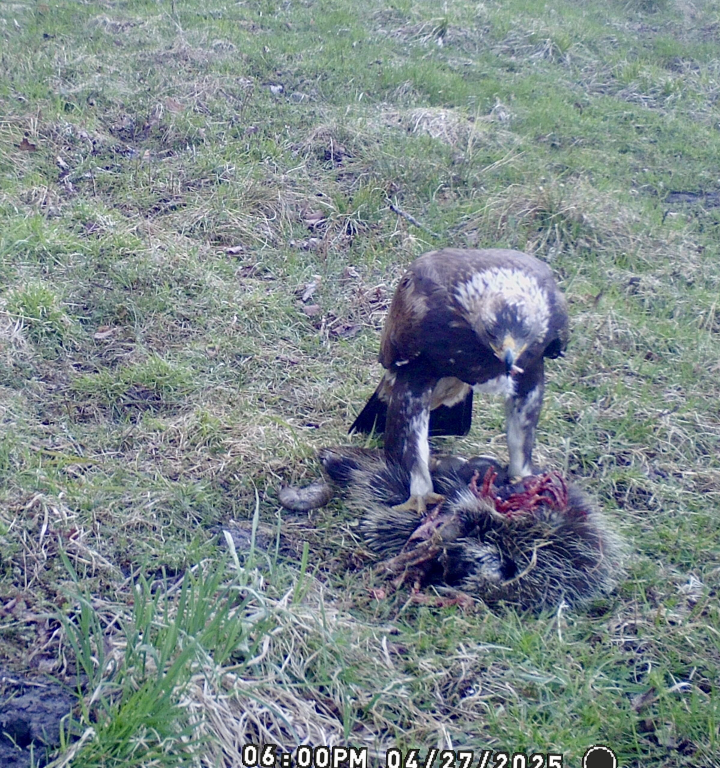 Additional Image 2