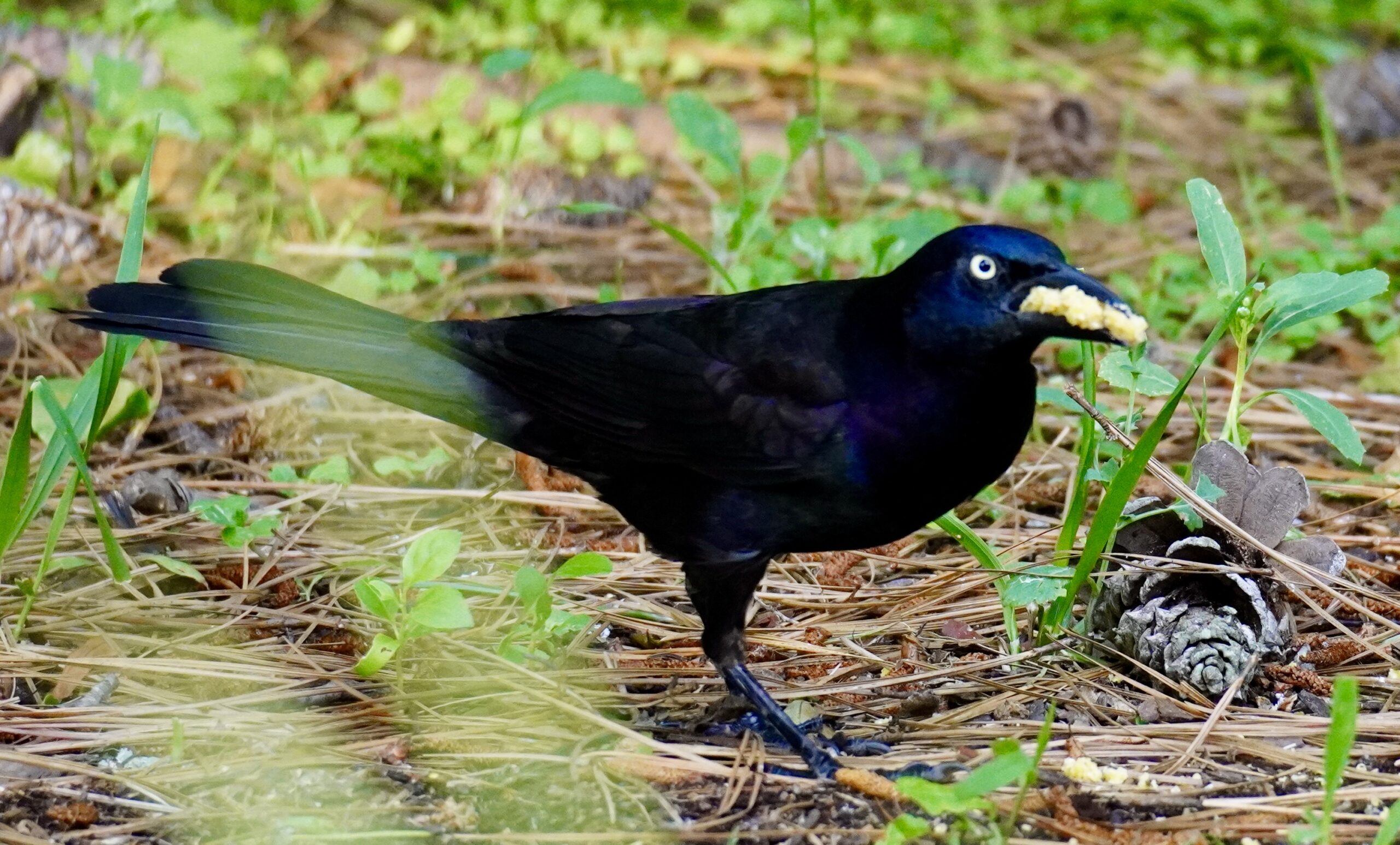 Featured Image