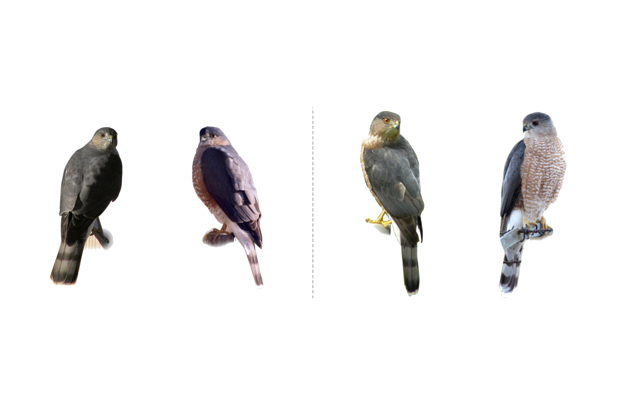 Tricky Bird ID: Sharp-shinned Hawk and Cooper's Hawk - Project FeederWatch, image size:2635x1699