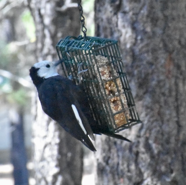 Additional Image 4