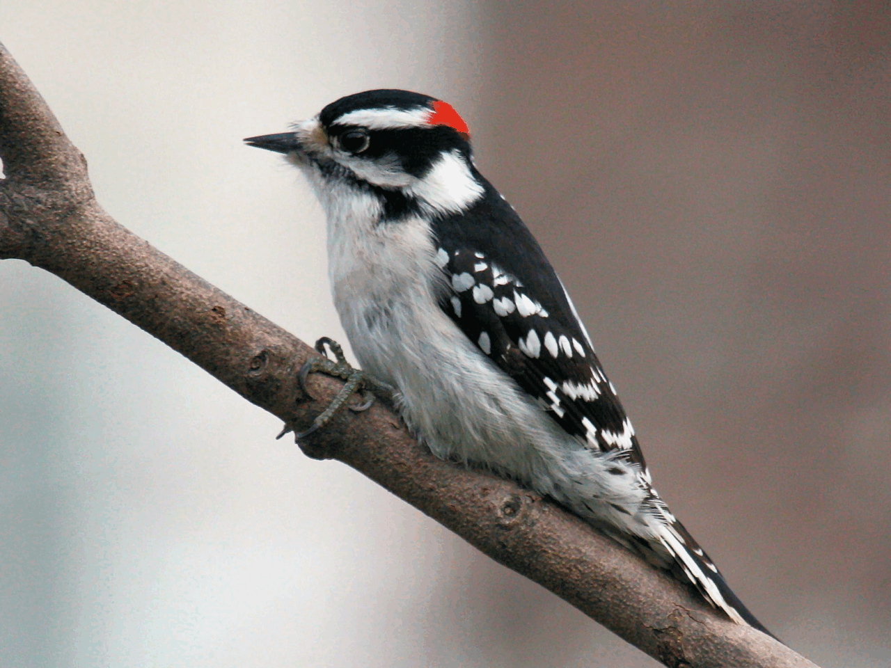 Downy Woodpecker perched on a branch by Maria Corcacas. 