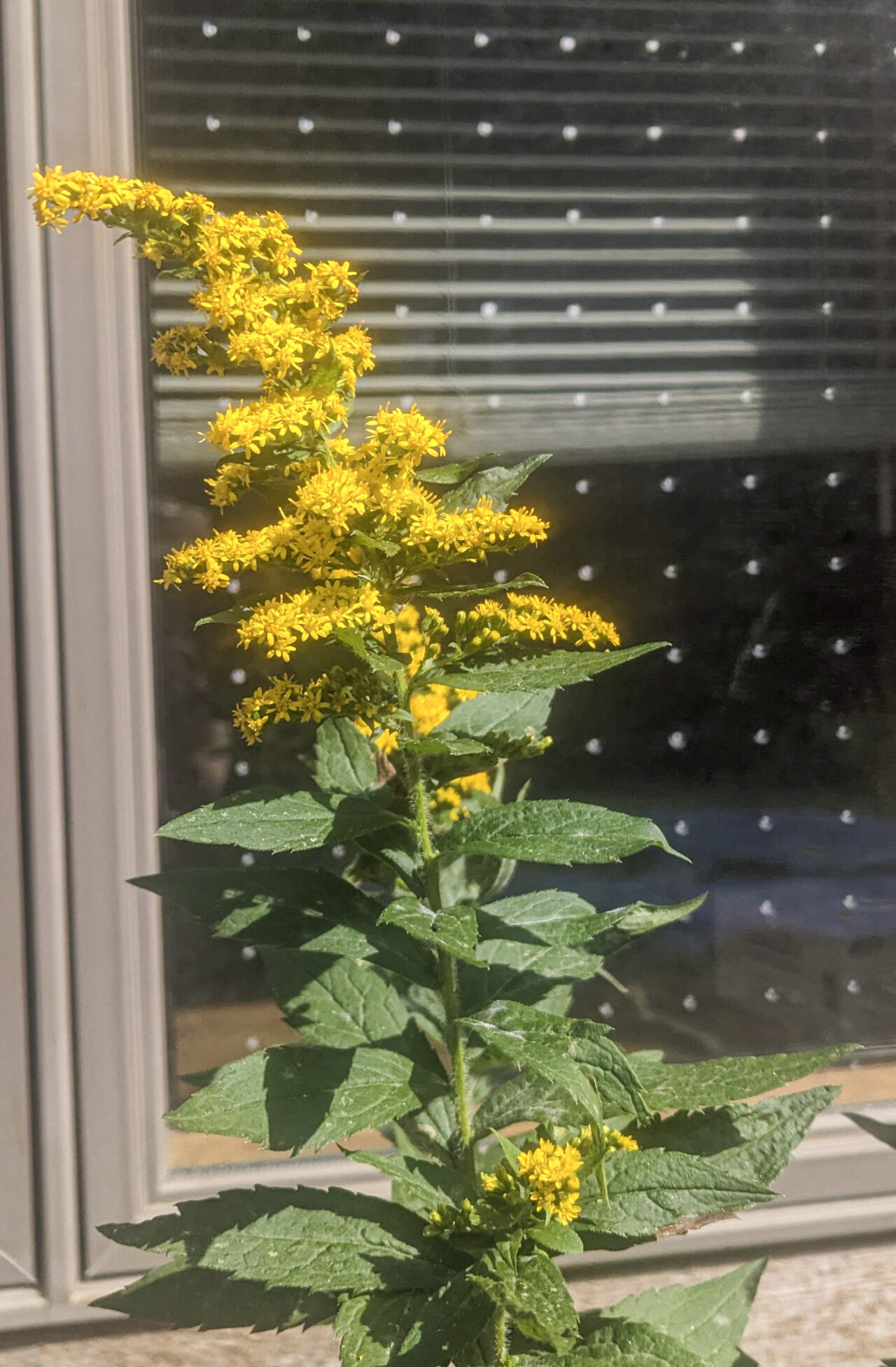 Janela tratada por fora com flor na frente. 