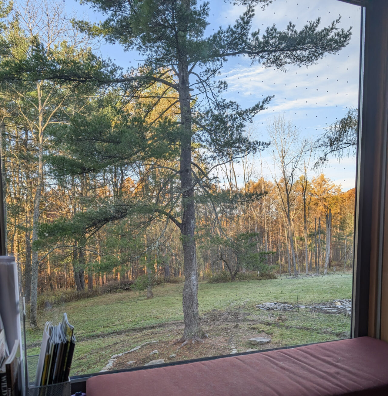 Janela tratada por dentro, com árvores por fora. 