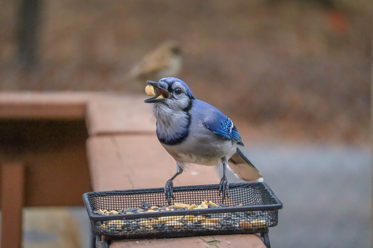 Blue Jay eating a peanut