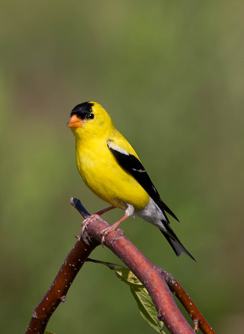 Featured Image
