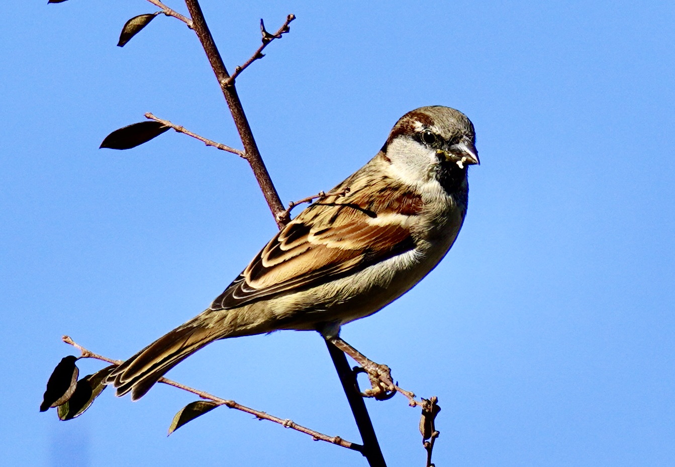 Featured Image