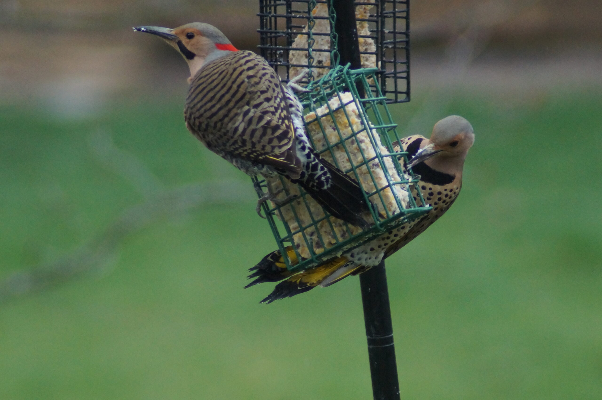 Additional Image 3