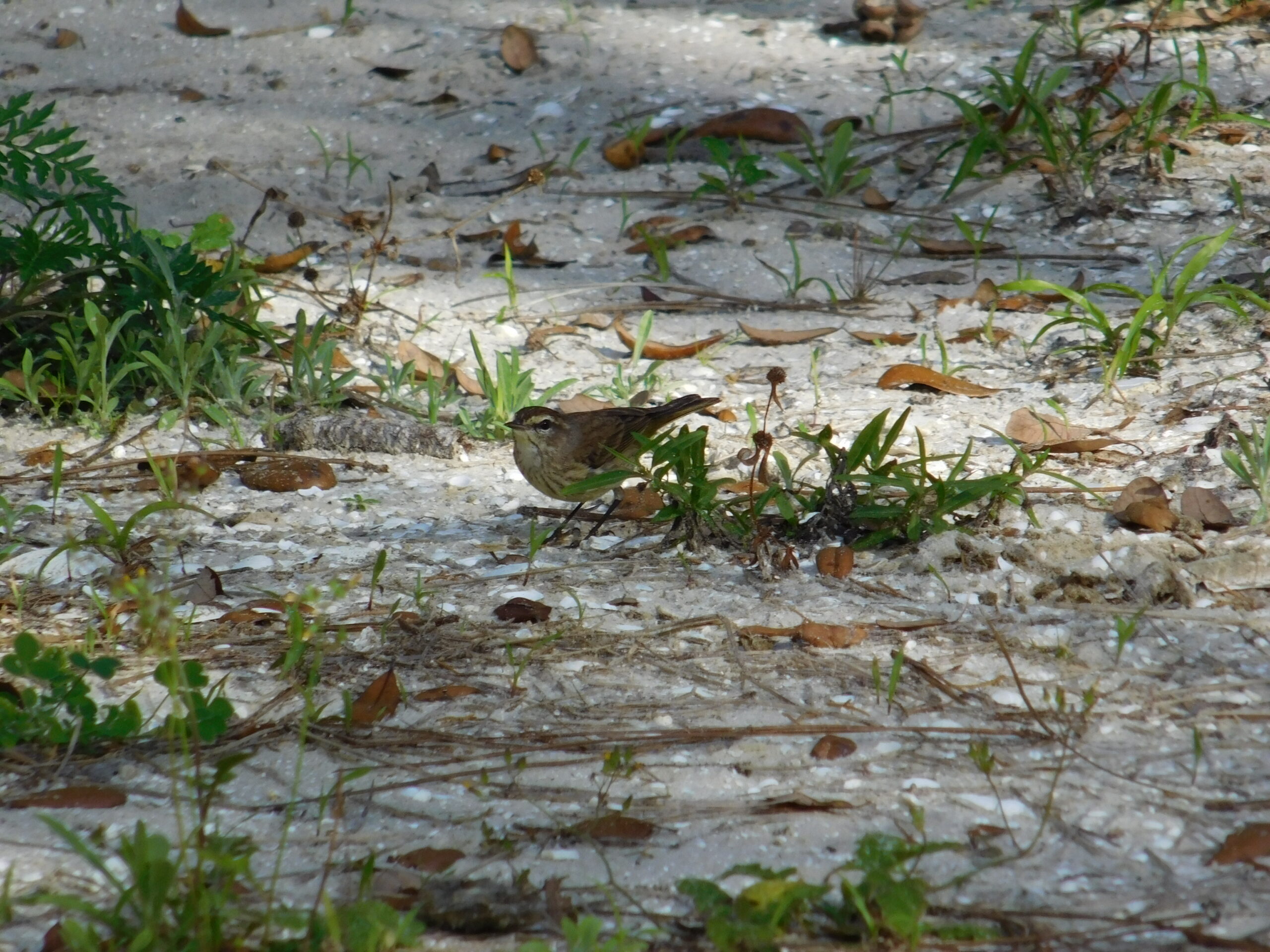 Additional Image 5
