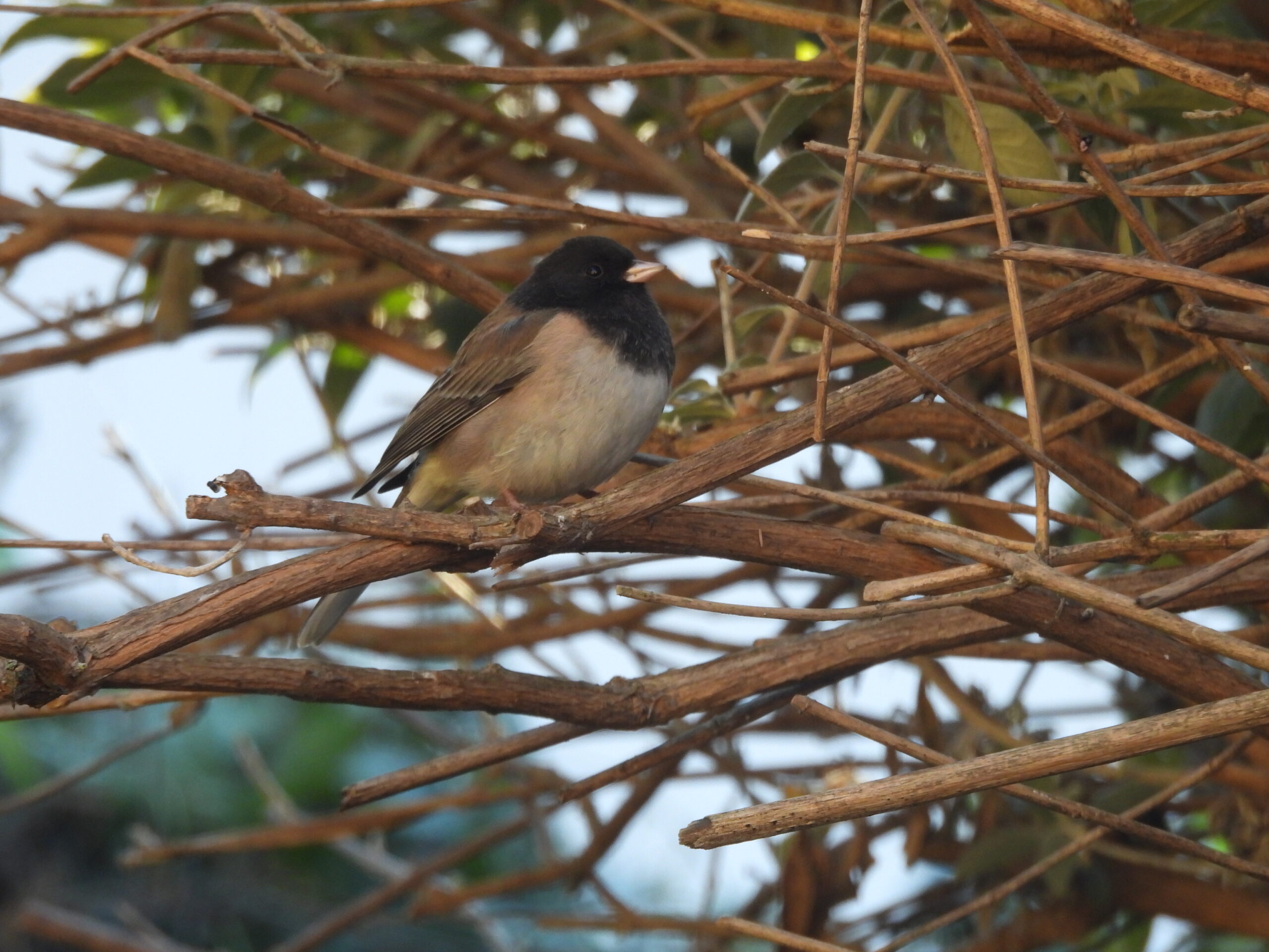 Additional Image 2