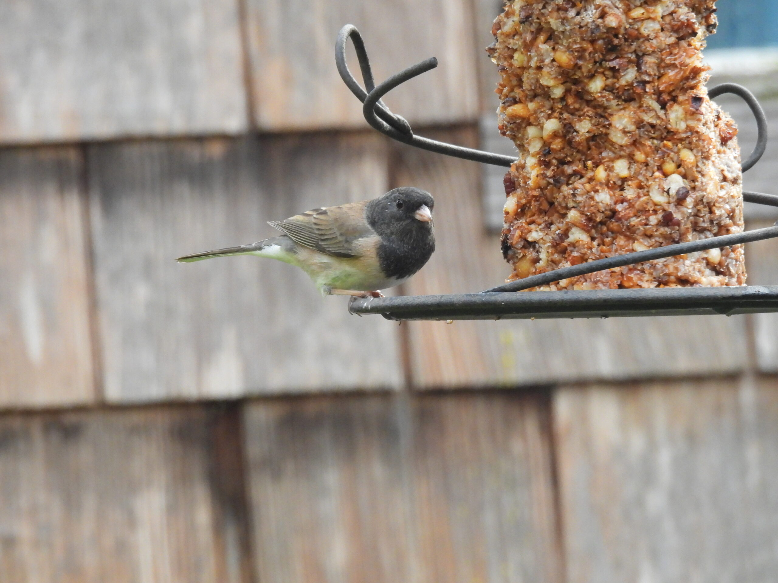 Additional Image 4