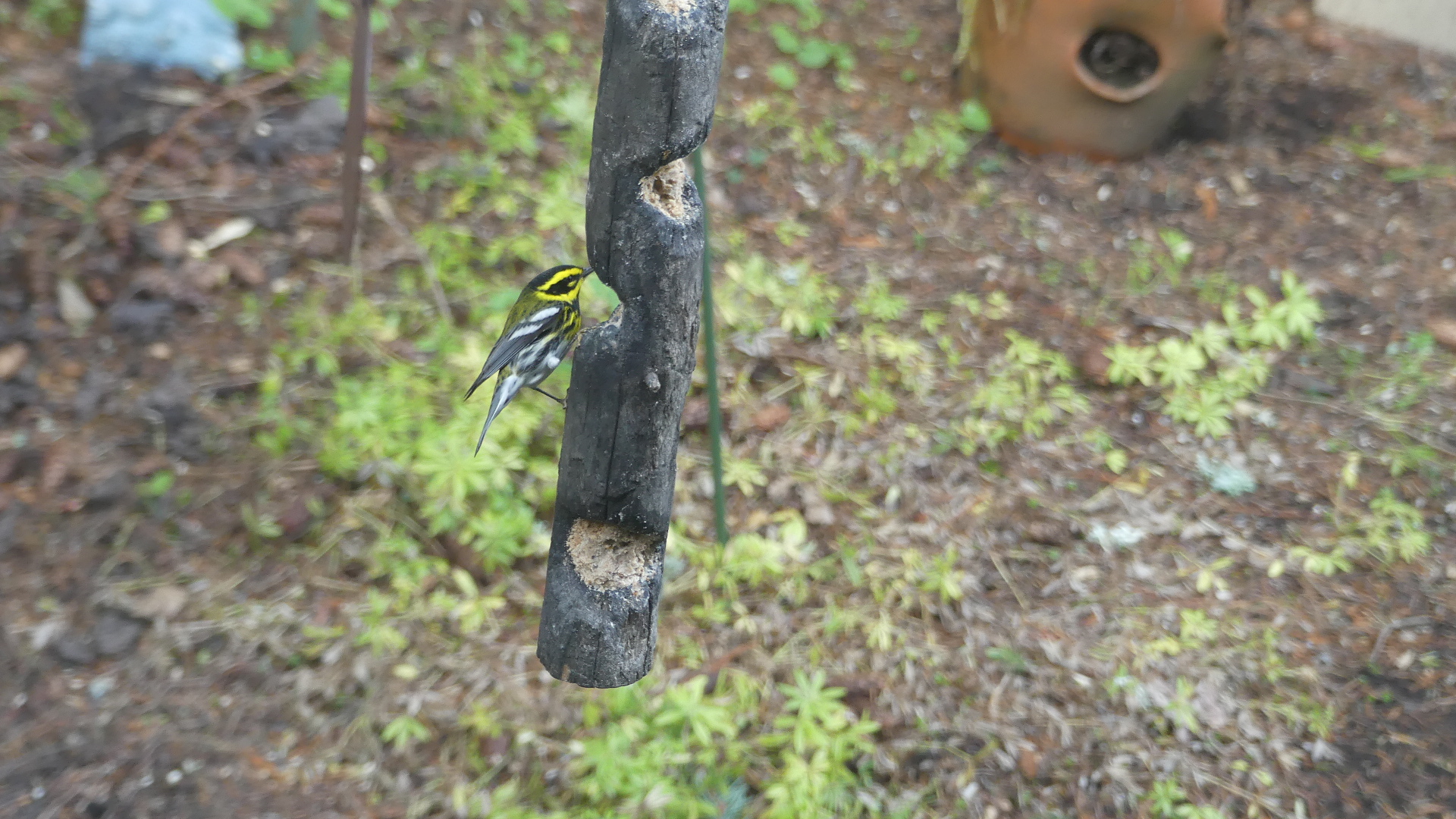 Additional Image 5
