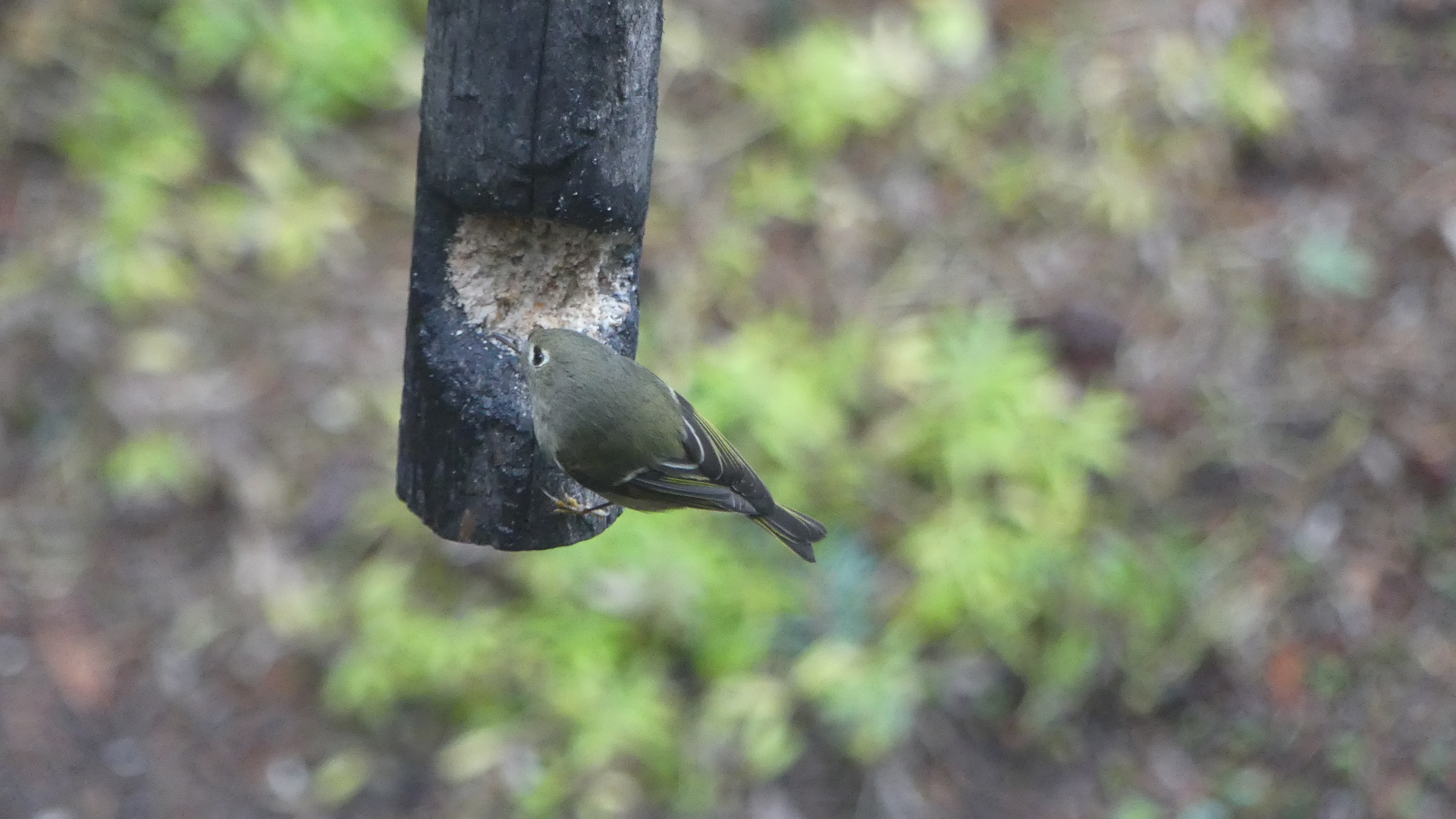 Additional Image 3