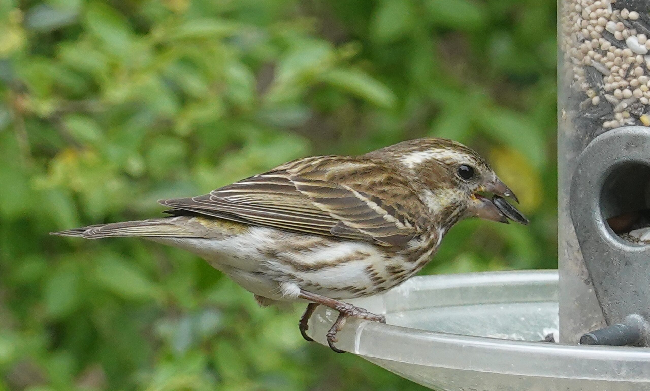 Additional Image 2